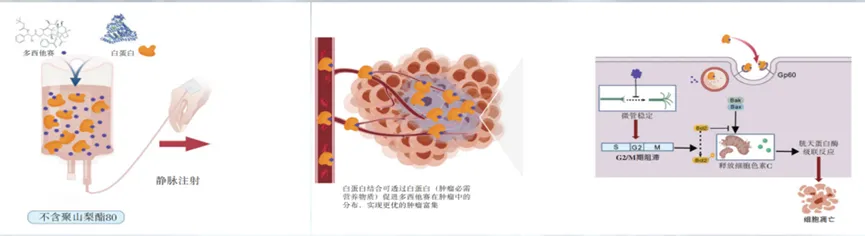 NCCN / CSCO / CACA docetaxel recommendations across breast, NSCLC, head/neck, prostate, gastric, gynecologic and other tumors